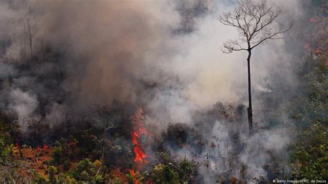 bolsonaro brand regenwald armee